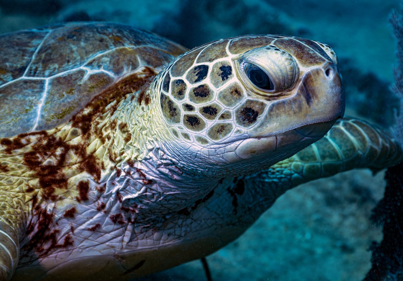 Green sea turtle